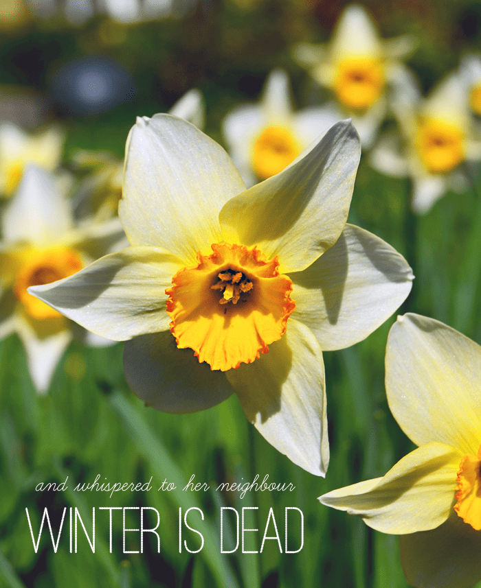 Daffodils: Winter is dead