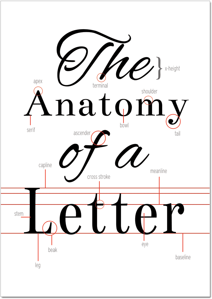 The Anatomy of a Letter, free typography printable on Crafting Fingers